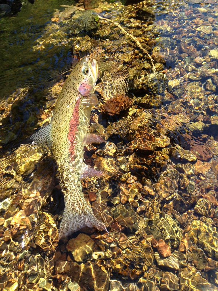 fly fishing the mckenzie river caddis fly shop eugene Flickr