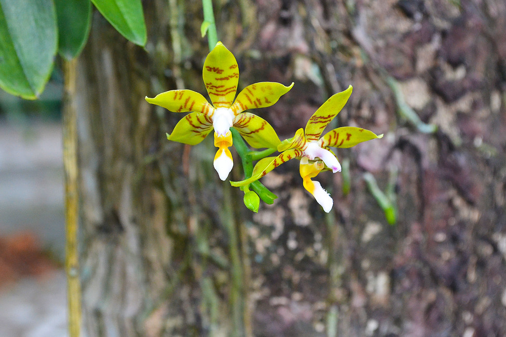 Phalaenopsis pallens Taken at an Orchid Nursery in Bulacan… Flickr