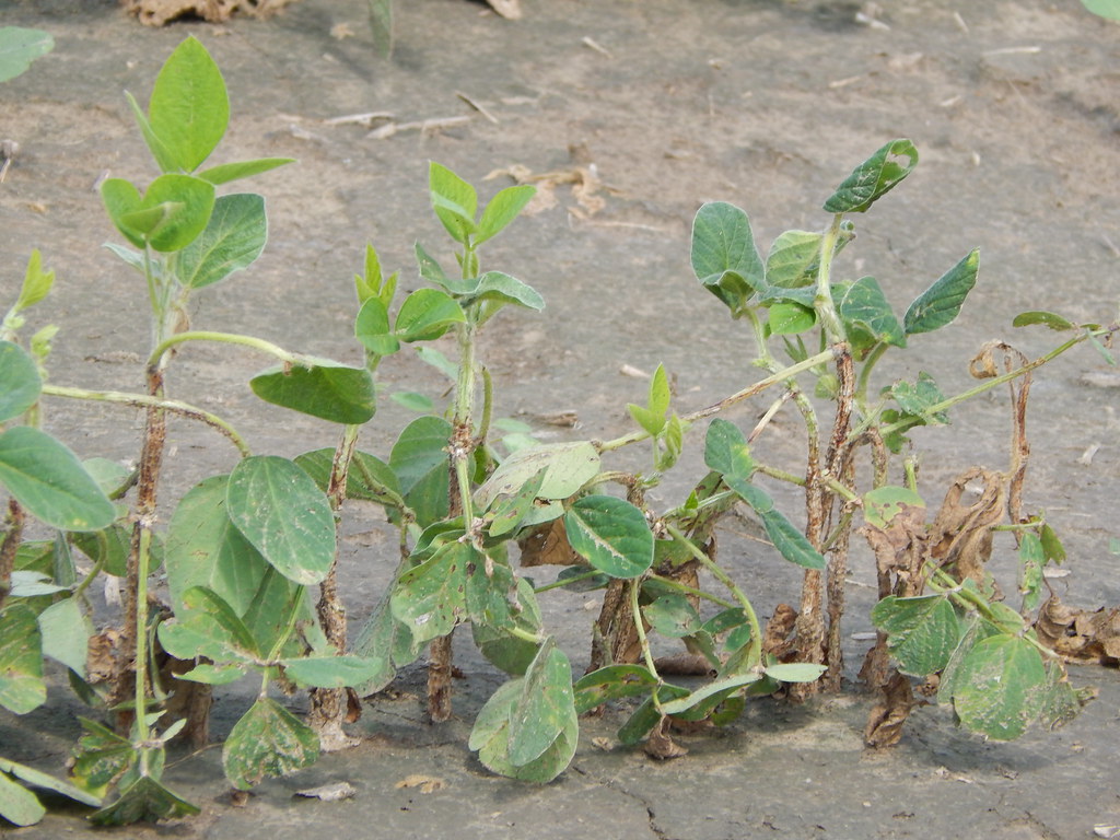 Herbicide Injury to Soybeans If used, credit must be given… Flickr