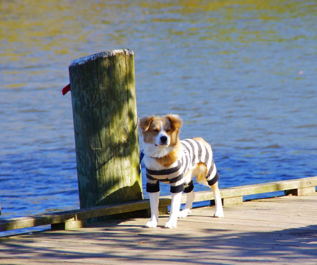 zebra dog Zebra dog at North East Park Crissy Flickr