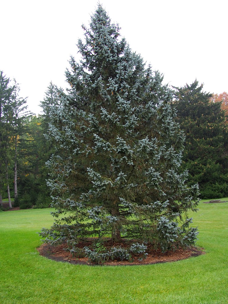 Blue Spruce Picea pungens 'Thomsen' Colorado Spruce PLTD 1… F. D
