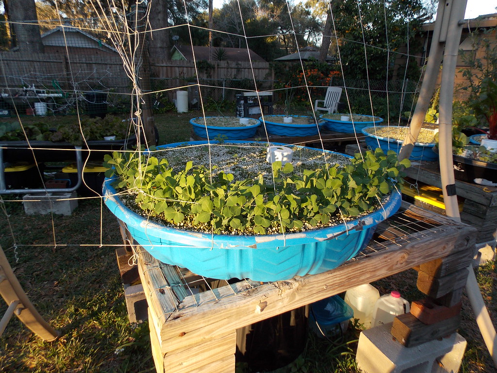 sugar peas grown in hydroponics using the drainback Flickr