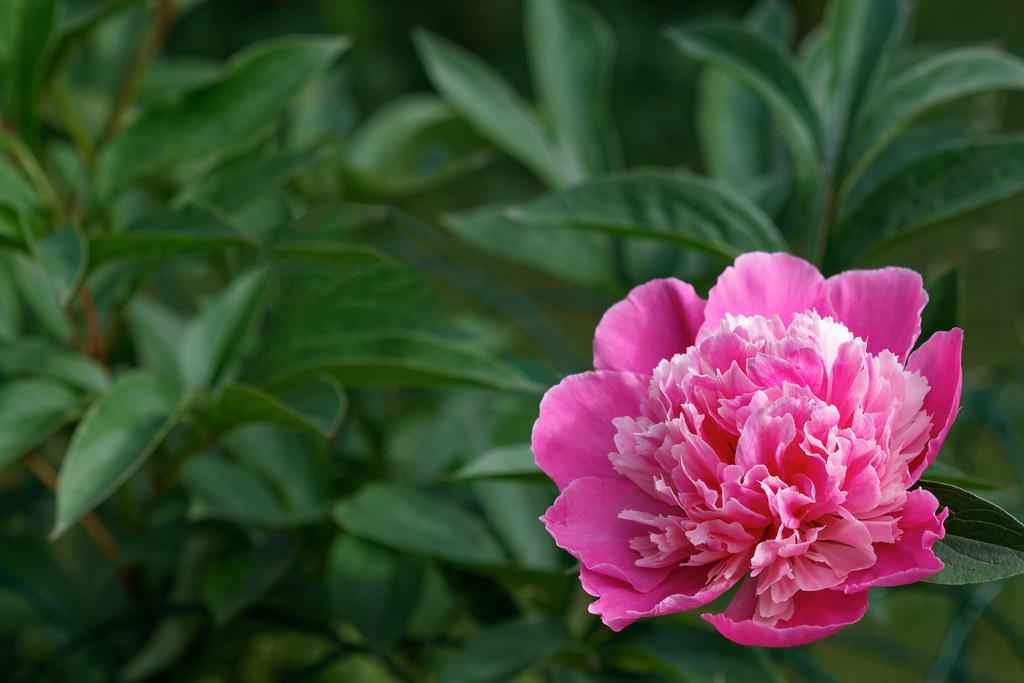 Peony A pink peony flower. Ervins Strauhmanis Flickr