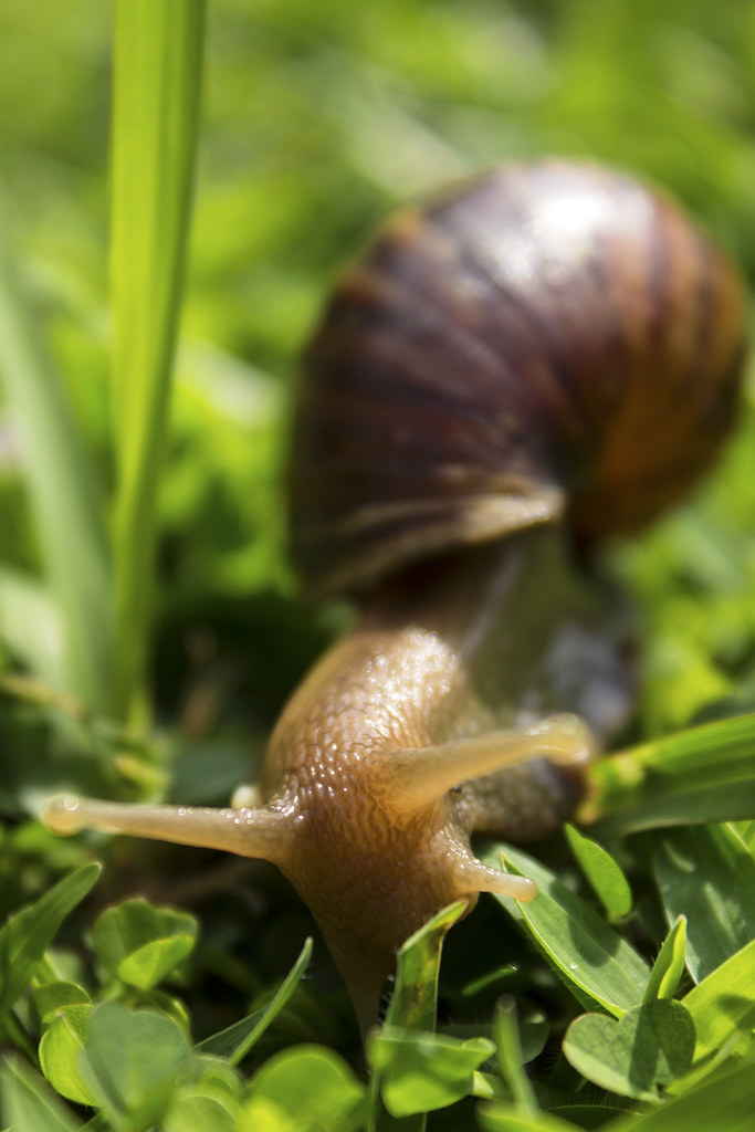 Snail Yat Sing Kok Flickr