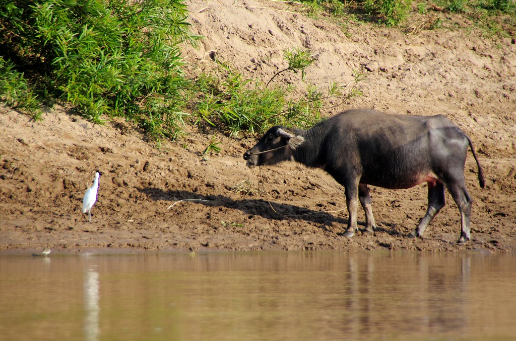 water buffalo and egret Kfxposure Flickr