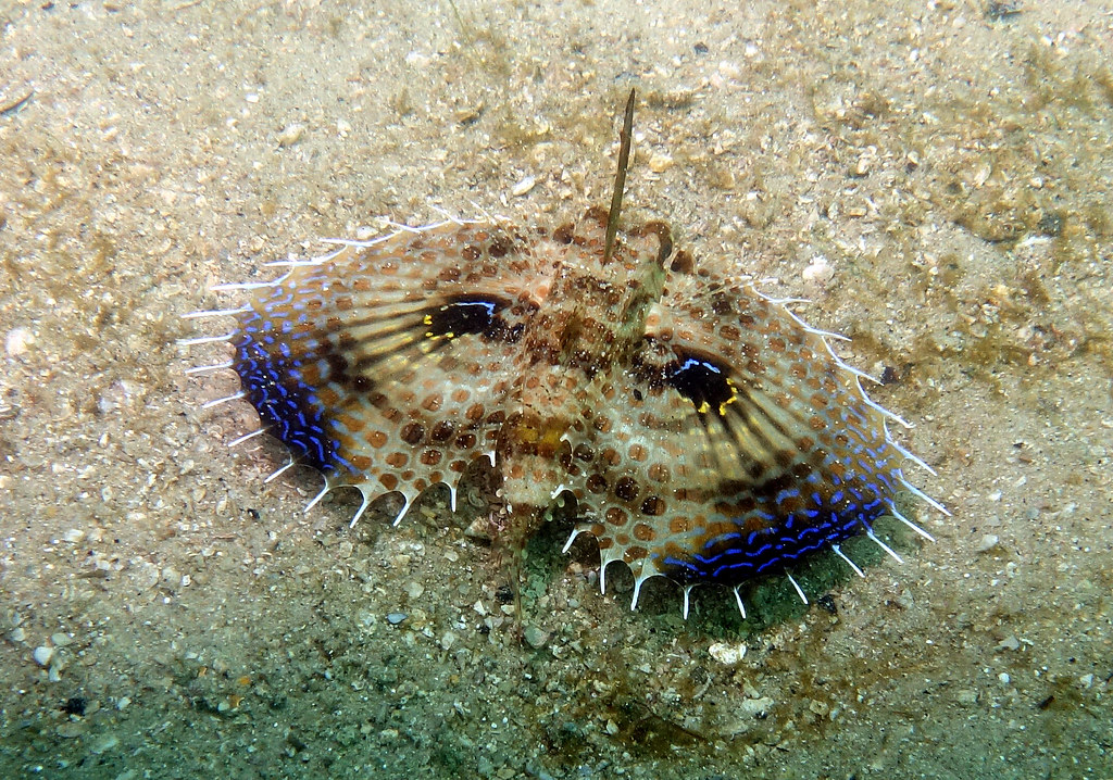 Underwater butterfly Flying gurnard Dactyloptena orien… Flickr