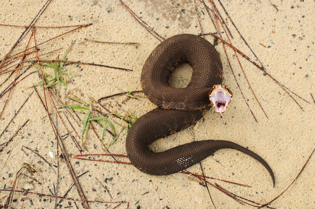 Hence the Name This is what many call a water moccasin(Agk… Flickr