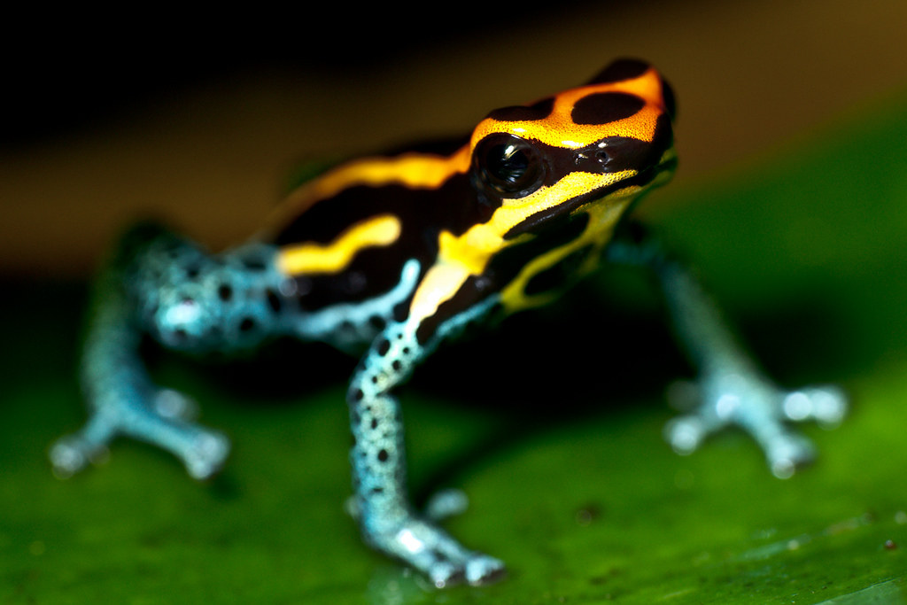 Poison Dart Frog Sitting on a Leaf This image appears with… Flickr
