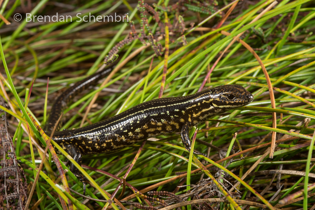 Blue Mountains Water Skink (Eulamprus leurensis) Blue