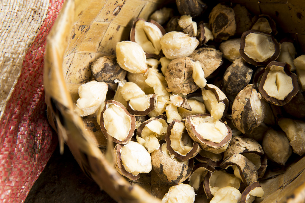 Candlenut photo by Nanang Sujana Indonesia Nature Films Society
