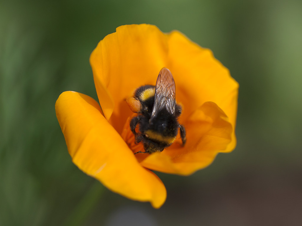 "Bee with pollen basket on legs" The pollen basket or corb… Flickr