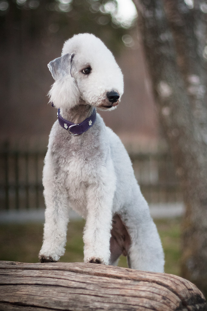 Bedlington Terrier beddiz Flickr