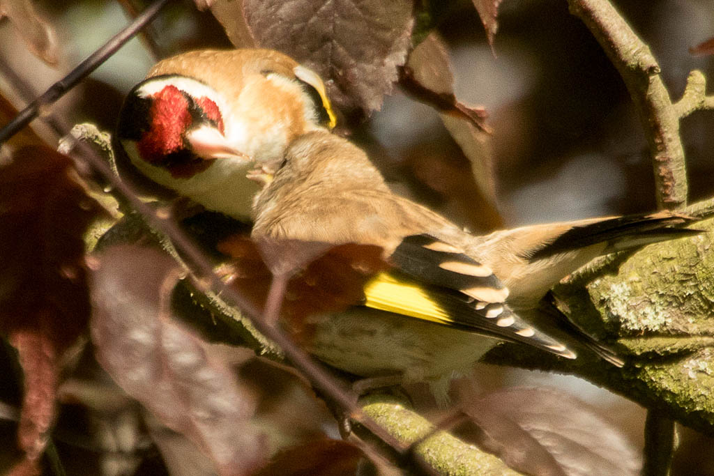 Stieglitz Fütterung , NGIDn1618174068 naturgucker.de / enjoynature