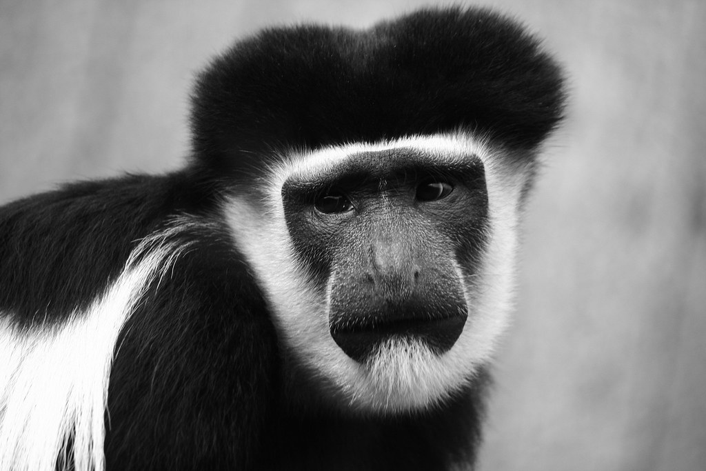 Monkey zoo 2 Orson Lee Flickr