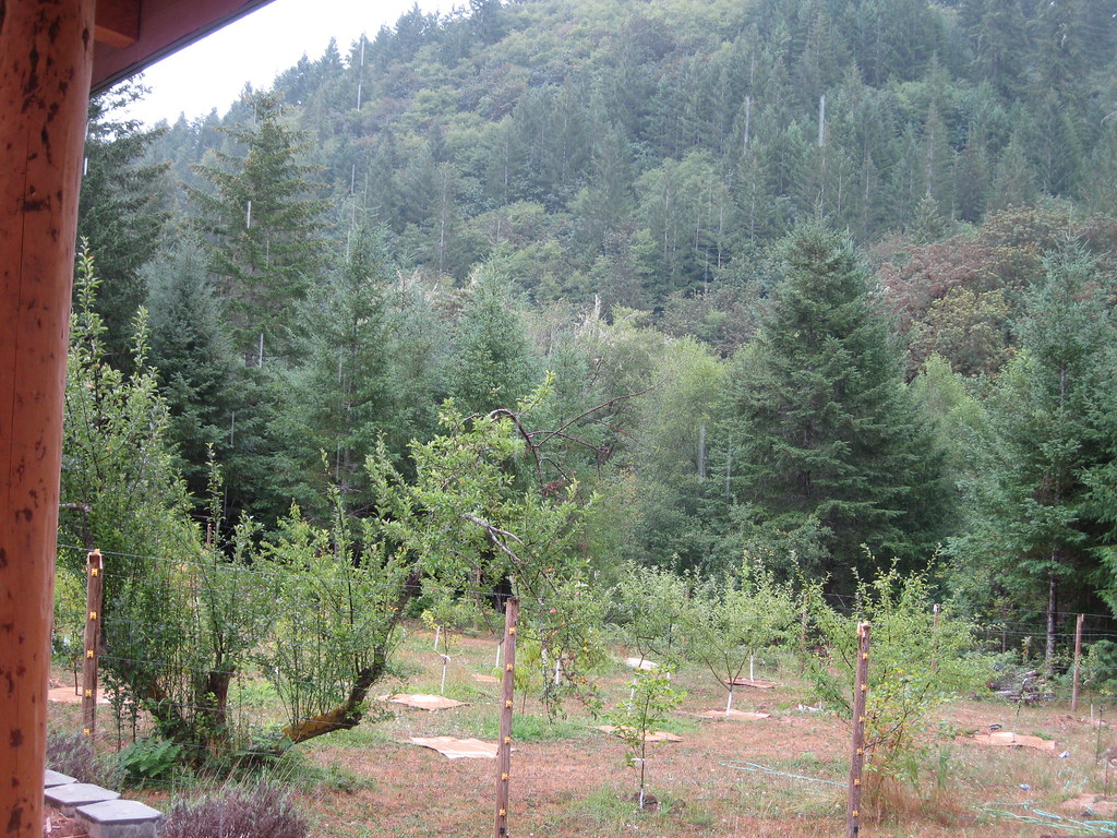 New growth on private forestland, Lane County New growth o… Flickr