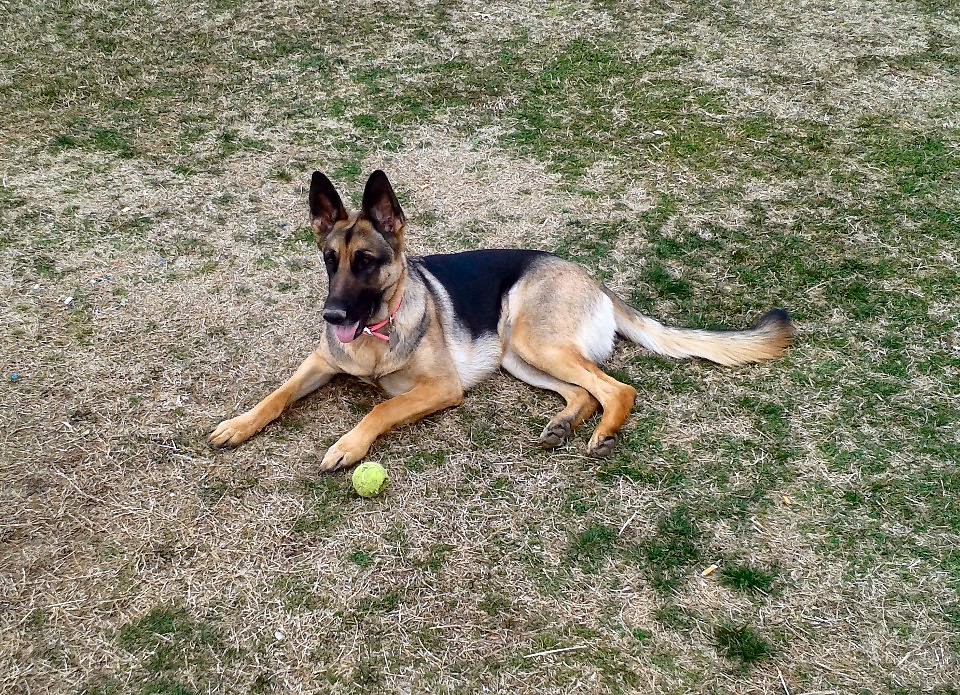 157060_277389705727105_1597405876_n Morristown Dog Park Flickr