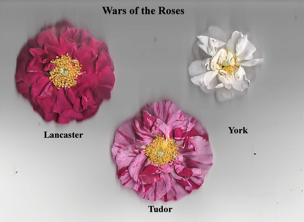 War of the Roses Lancaster vs York mail.ddgusev.soisweb.uwm.edu