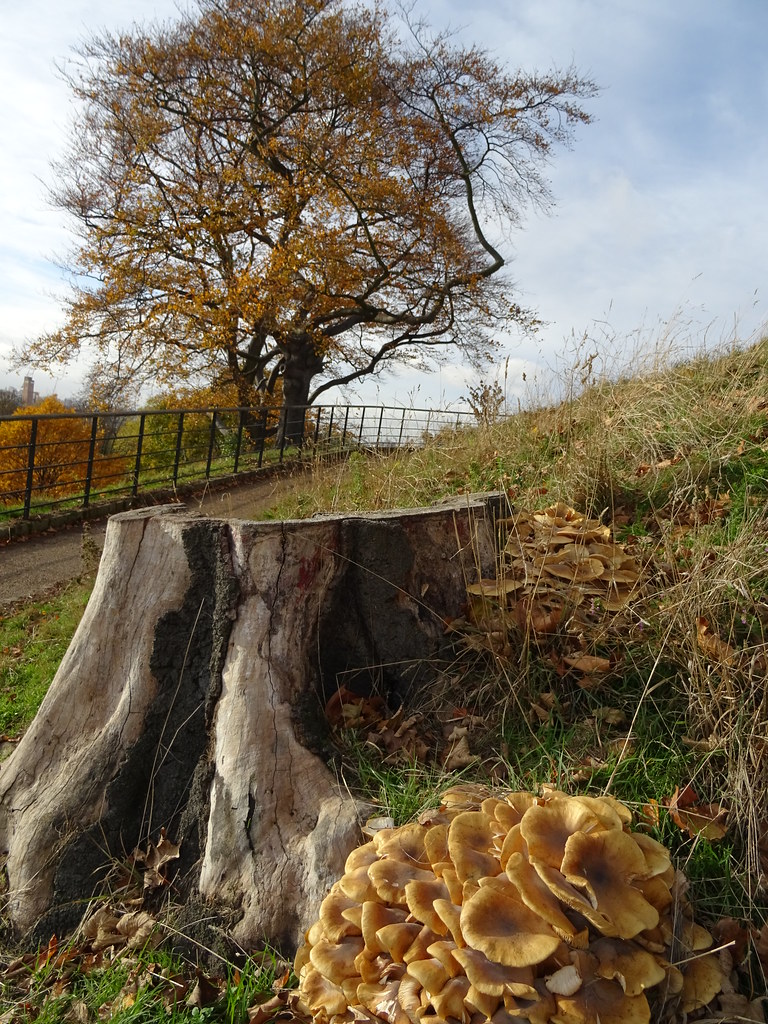 Trees Greenwich Park. Alan James Flickr