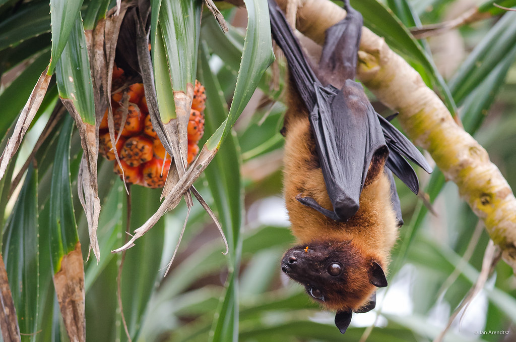 Indian Flying Fox Indian Flying Fox Bat prepares to eat th… Flickr