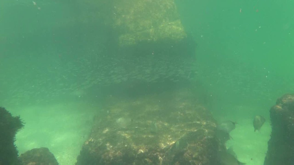 Snorkeling the N set of rocks Ft. Dade Rocks Reef Egmont K… Flickr