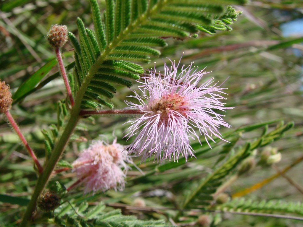 Mimosa foliolosa Mimosa foliolosa Benth. _FABACEAE Poço … Flickr