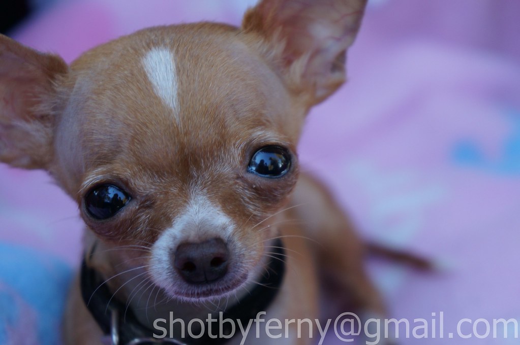 Teacup A teacup chihuahua. Hanford, CA. Renaissance of Kin… Flickr