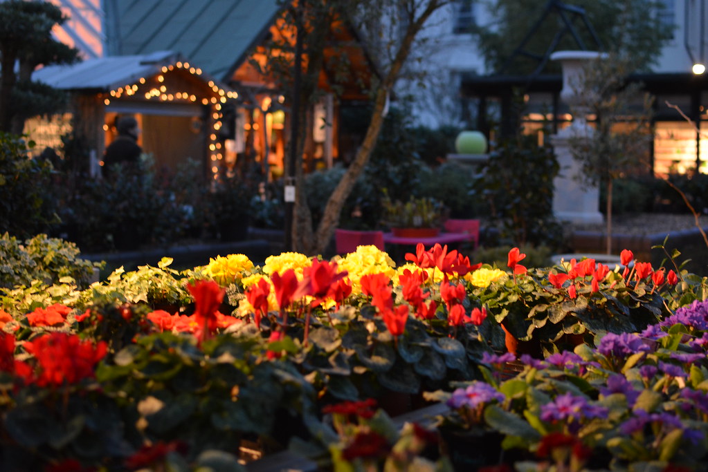 Flowers in Clifton Nuseries London lhkaa Flickr