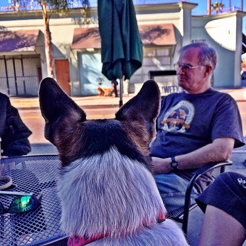 dog watching on ventura blvd teagan jrt mike dunn Flickr