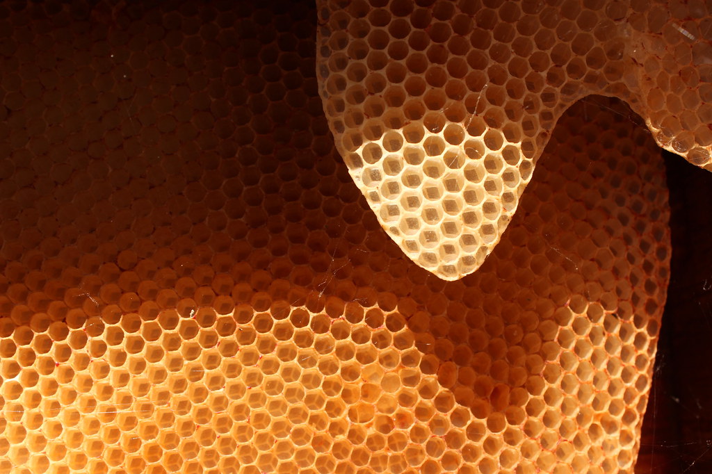 natural natural shaped made by bees in… Flickr