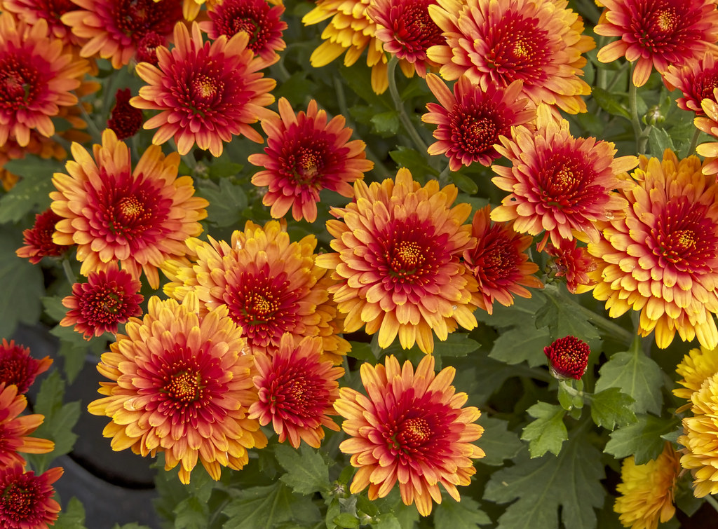 Chrysanthemums At Green Top Market, Medford, NJ. Murdo Morrison