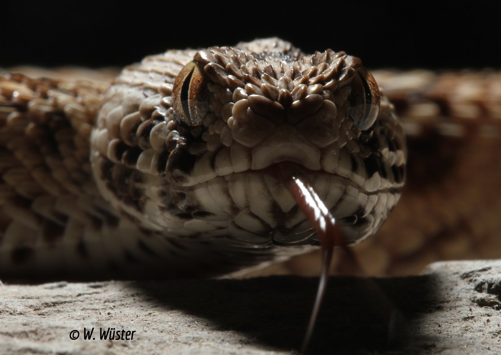 Echis ocellatus (West African carpet viper) Wolfgang Wüster Flickr
