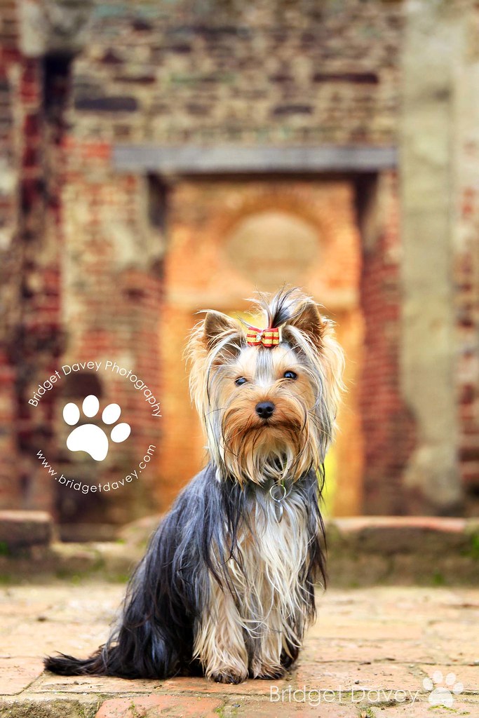 Ella Pet Photography Ampthill, Bedfordshire Ella's Photo… Flickr