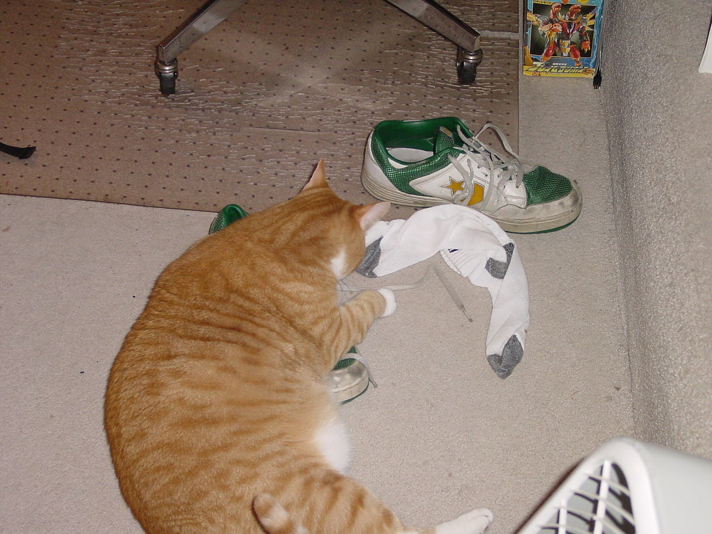 Murray loves stinky shoes … and by "loves," I mean, "makes… Flickr