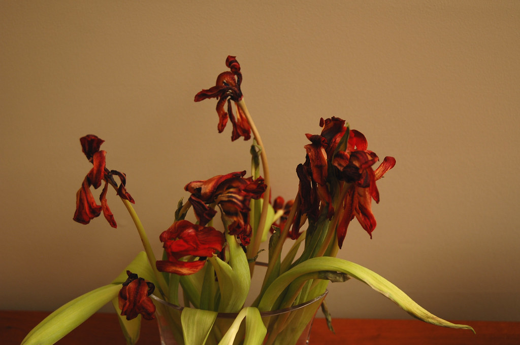 dead tulips This makes a really nice Mac desktop. Michele Sabatier