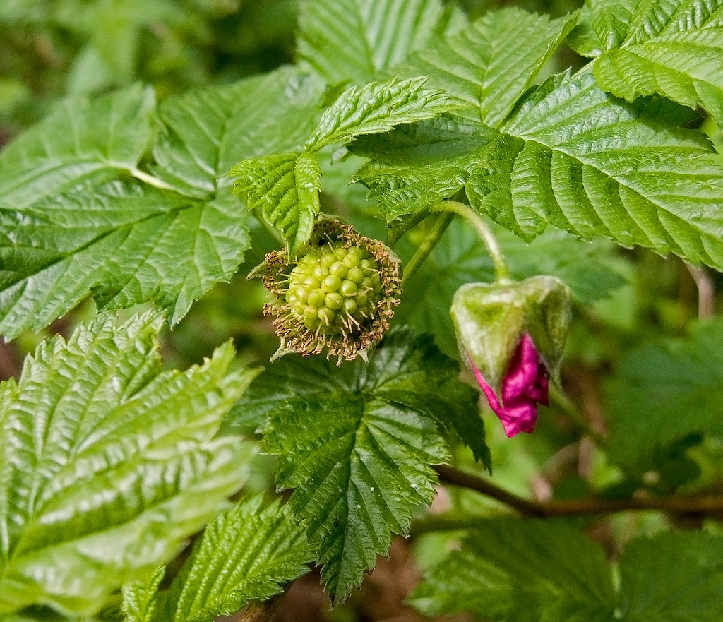 Salmonberry, Rubus spectabilis Salmonberry, Rubus spectabi… Flickr