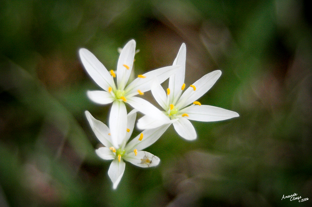 WHITE FLOWER WEEDS 2006123 another flowerweed in my y… Flickr