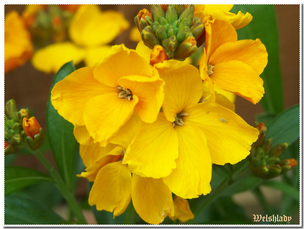 Yellow Wallflowers.... In my garden. welshlady Flickr
