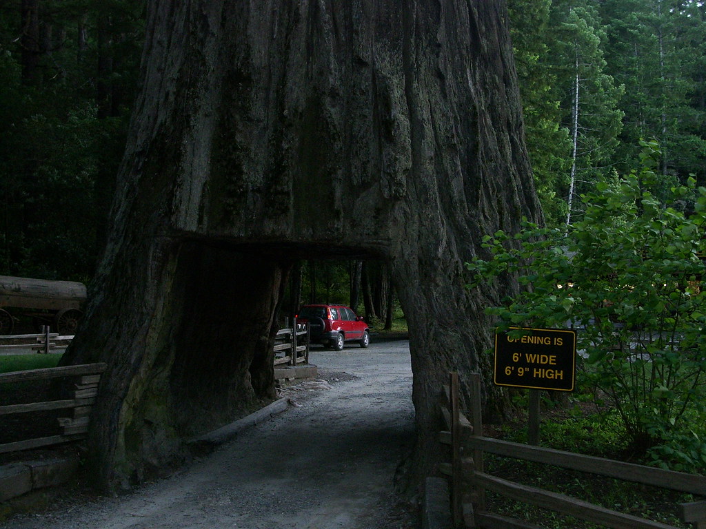 chandelier tree entrance Chandelier Tree Leggett, CA Flickr
