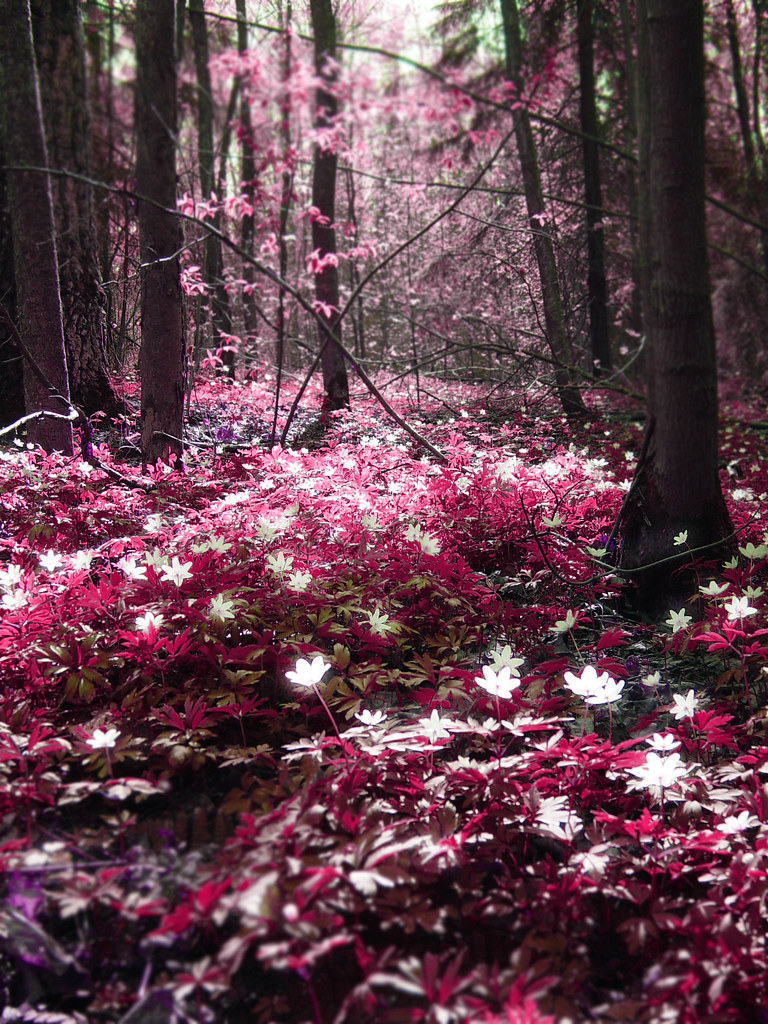 Magic forest Pink Set Nature Forests. Forever shine on… Flickr
