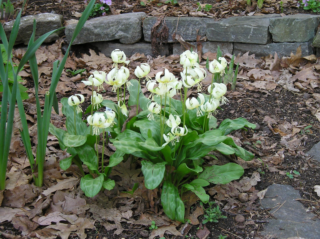 White dogtooth violet Also known as Trout Lily, because o… Flickr