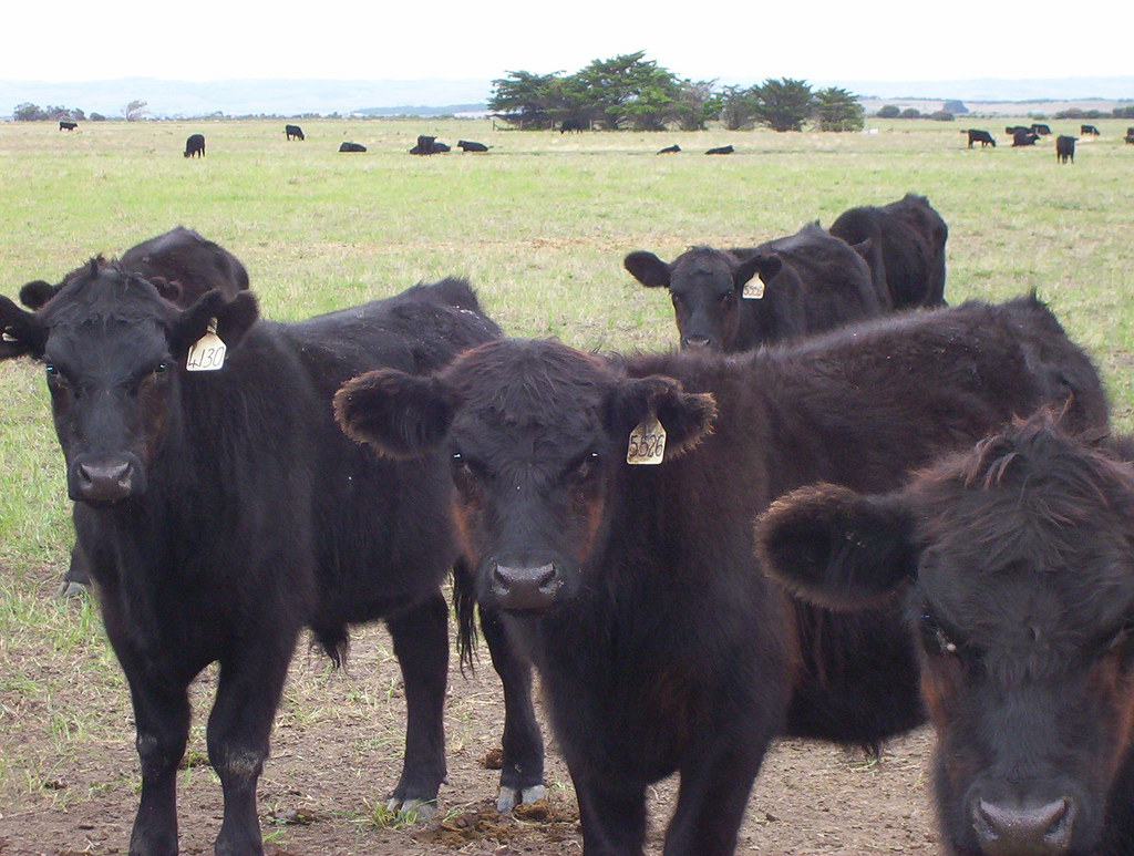 Black cows Cows on Wyndgate property Coorong National Park… Vicki