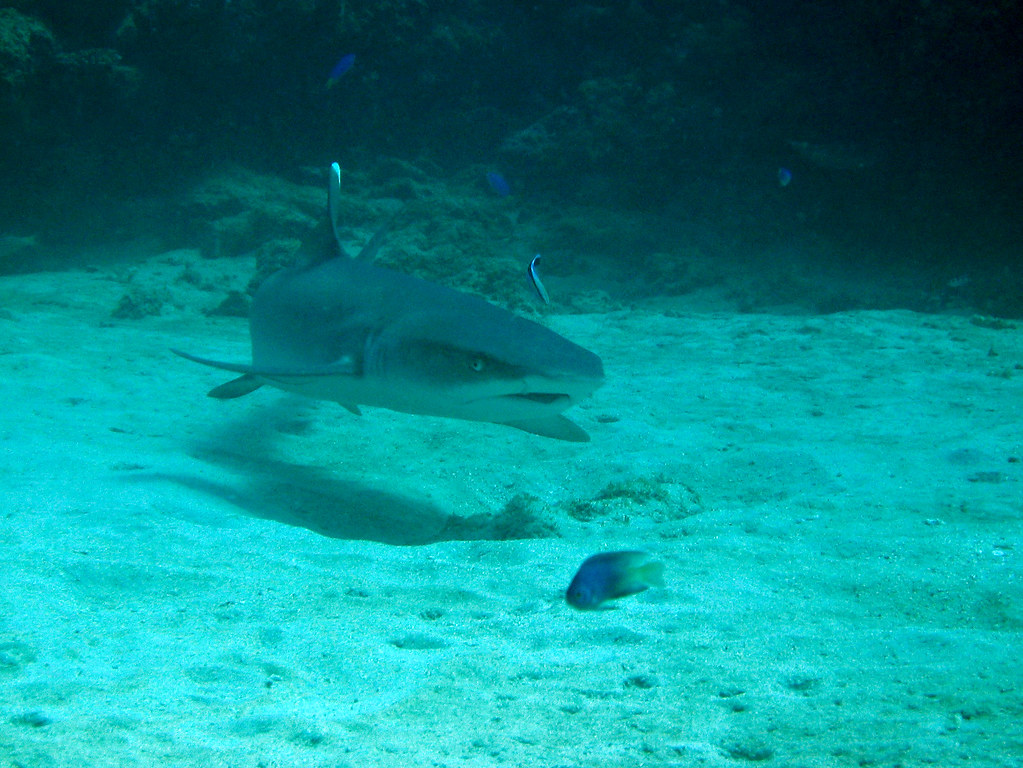 Whitetip Reef Shark Lighthouse Bay, Ningaloo Reef Stuart Hamilton