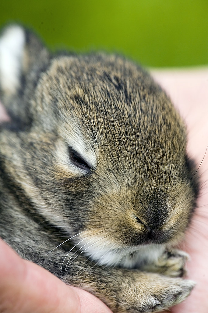 Baby Bunny 2 week old baby bunny Barb Henry Flickr