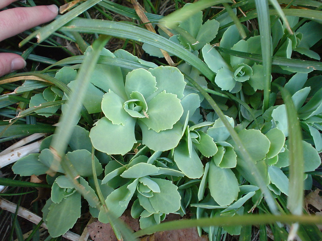 What is this plant? makahansen Flickr
