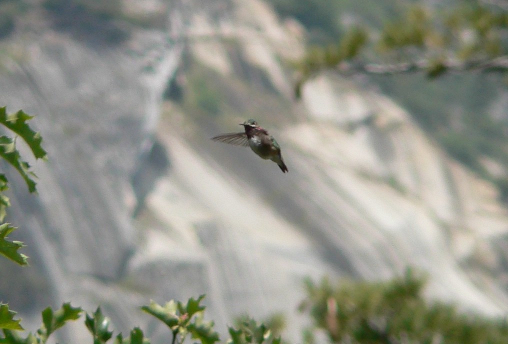 Calliope Hummingbird Yosemite NP, June 2006 dwebsterious Flickr