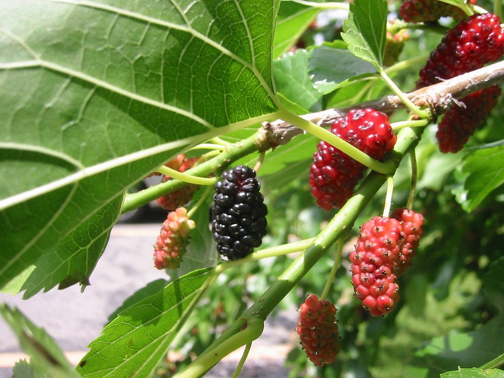 Mulberries in the garden Tobin Flickr
