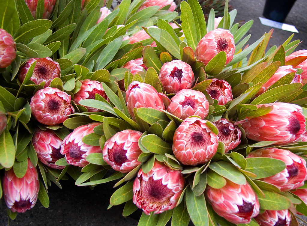 IMGP1609 proteas Proteas for sale Rae Allen Flickr
