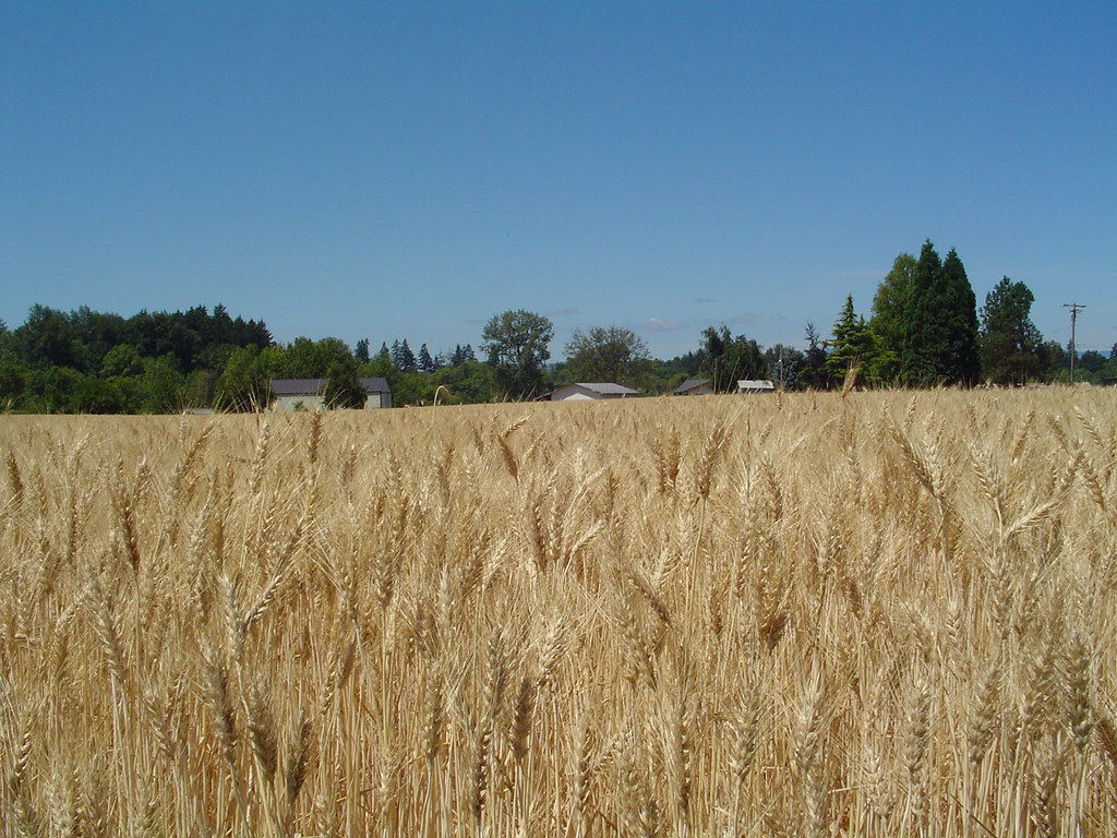 Wheat Field A wheat field near my home. It's just about re… Flickr