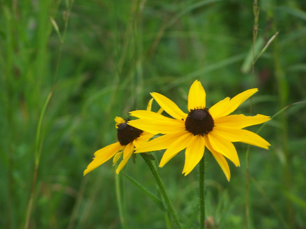Black Eye Susans Black Eye Susans Andy Arthur Flickr