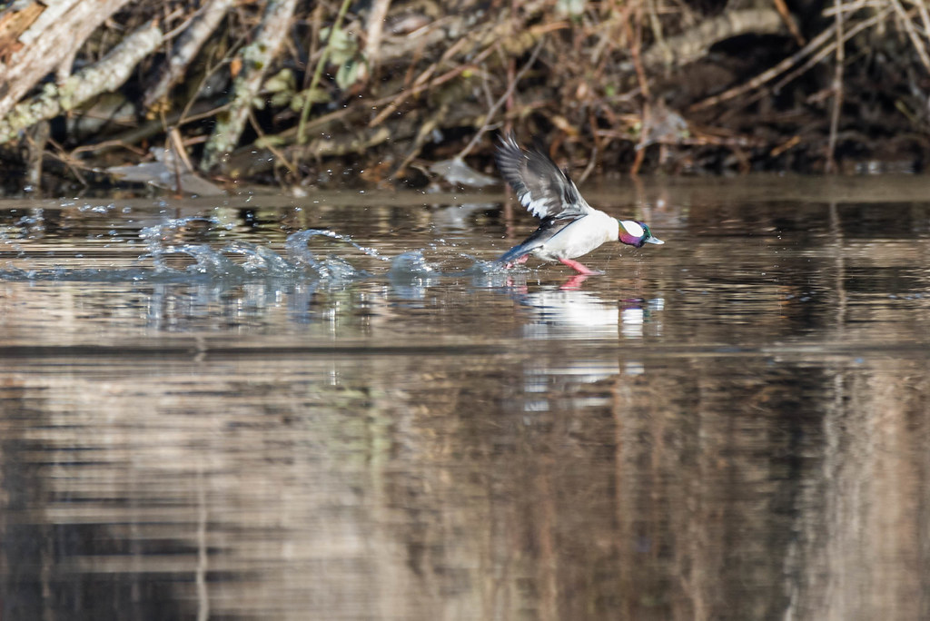Black River Riparian Forest Flickr